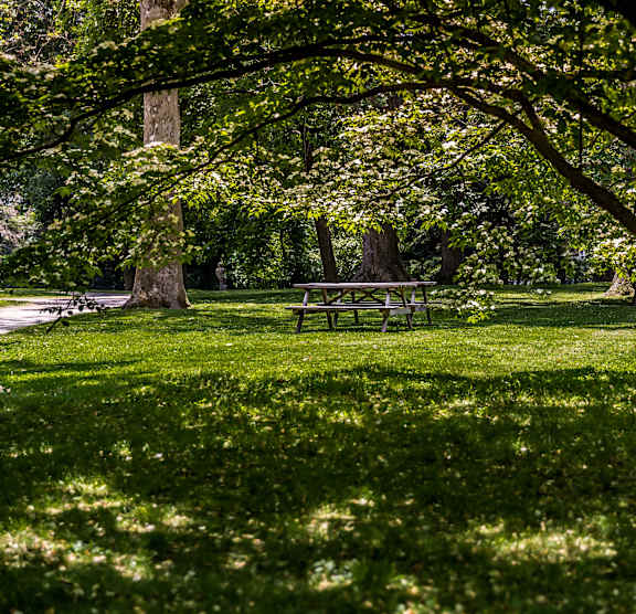 A tree in a park with a bench underneath it.