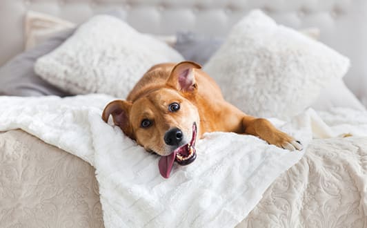 Dog on bed at Whispering Hills, Omaha, Nebraska
