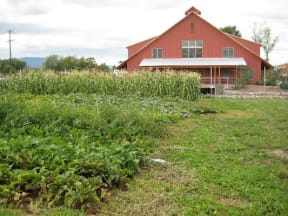 Garden area