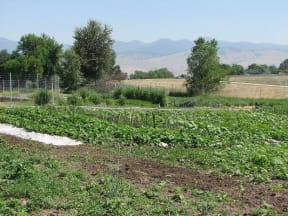 field