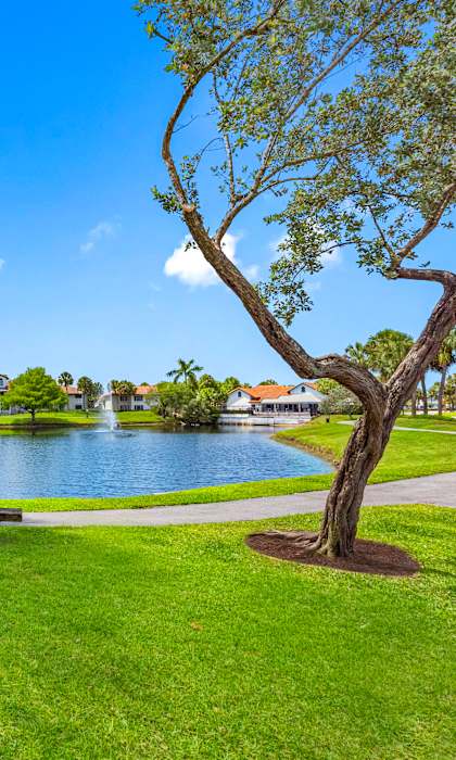 A park with a bench and a tree in the foreground and a lake in the background.