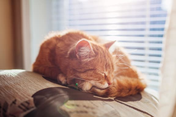 an orange cat sleeping on the back of a couch