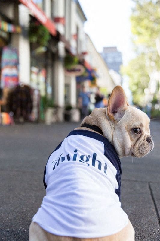 a small dog wearing a shirt on the street