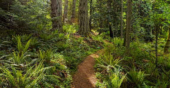 A forest path winds through a green, leafy forest.