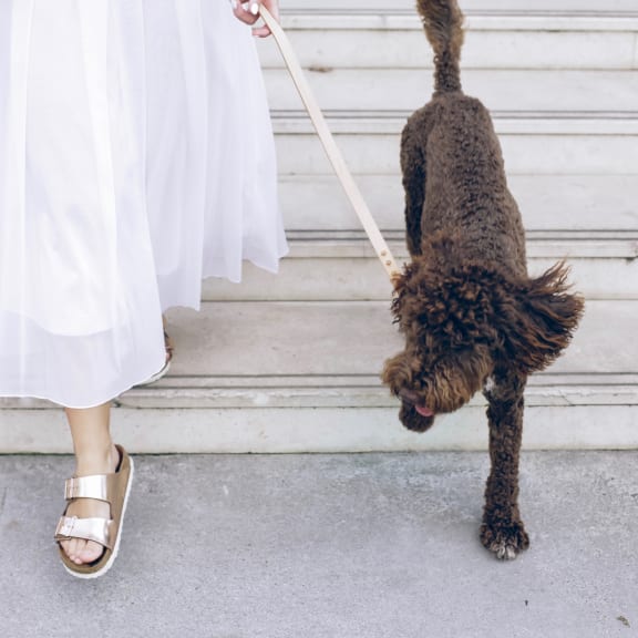 a woman in a white dress is holding a dog on a leash