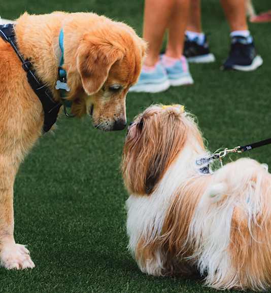 A small dog is being petted by a larger dog.