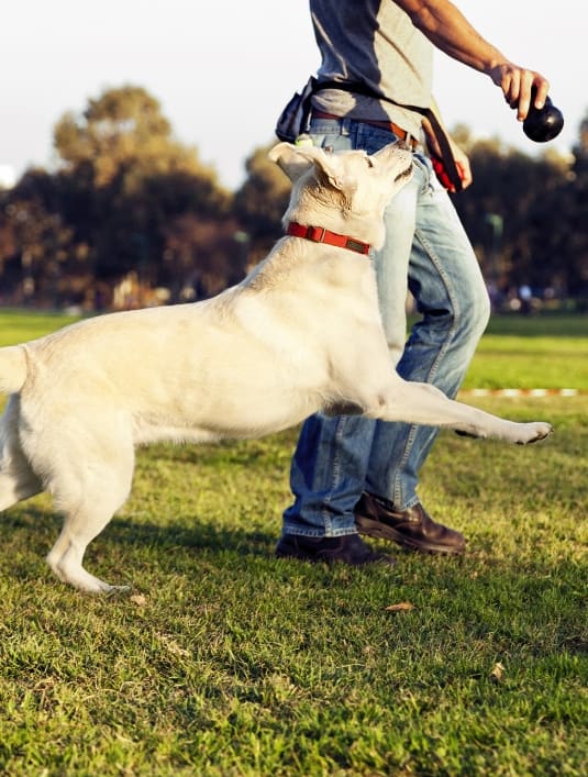 a man playing frisbee with his dog