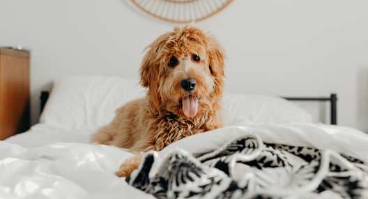 Dog on bed