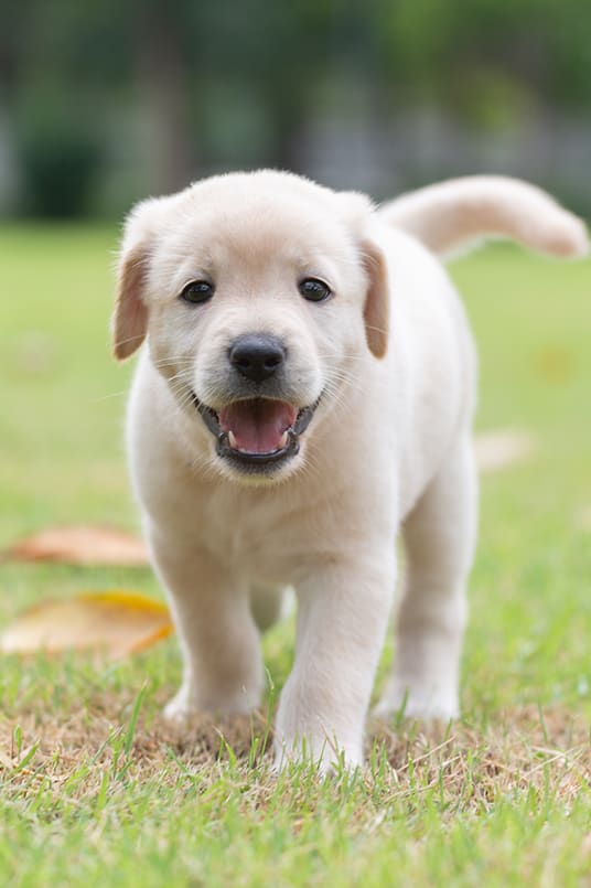A small white puppy is walking on grass. at 1010 Apartments, Allentown, 18101