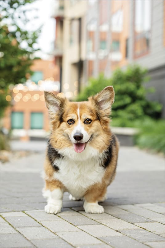 A corgi dog is standing on a paved walkway at The Gallery Apartment Homes Apartments, Allentown, PA, 18101