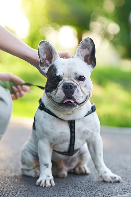French Bulldog at The Standard Apartments, Allentown, Pennsylvania