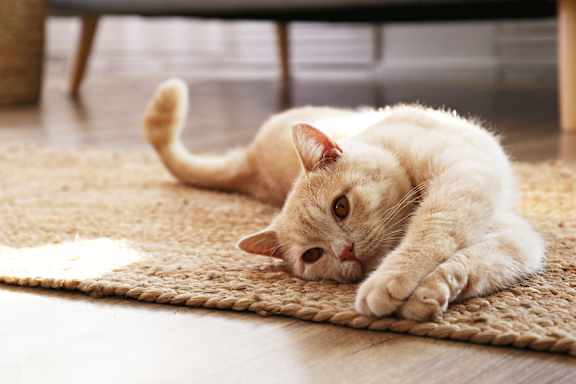 A cat is lying on a rug.