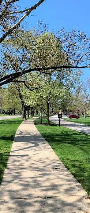 A tree-lined walkway in a park with a lamp post on the side.