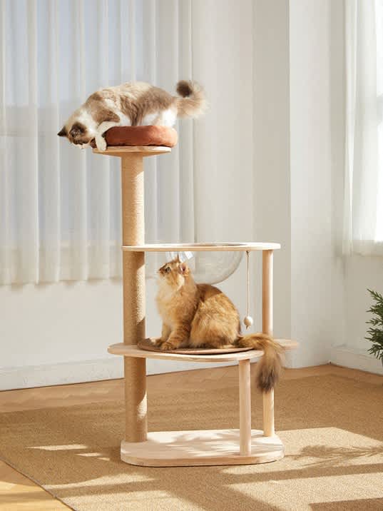 two cats sitting on top of a cat tree