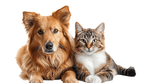 two portraits of a cat and a dog