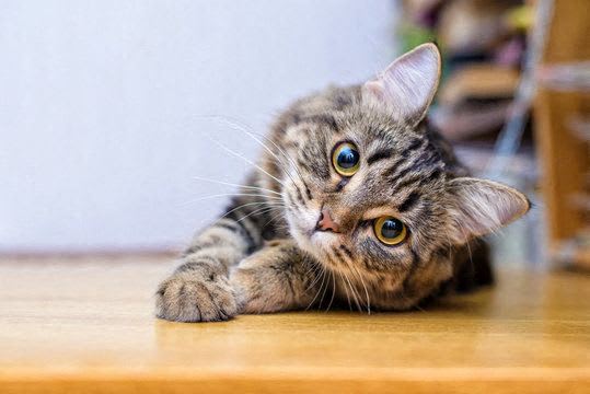 A tabby cat with striking green eyes is lying on a wooden floor.