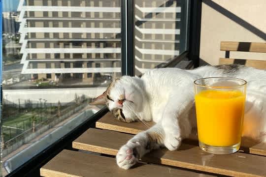 a cat laying on a table next to a glass of orange juice