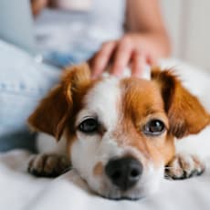 A small brown and white dog with big eyes is lying on a white surface.