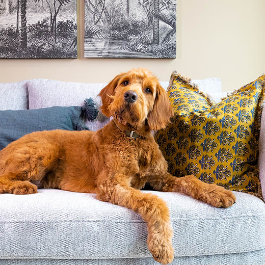 a dog sitting on a couch in a living room