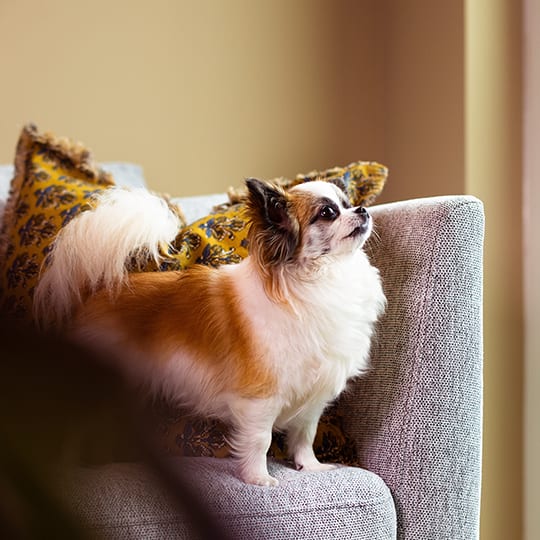 a small dog sitting on a couch with pillows