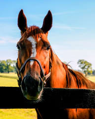 Lexington Horse at 450 on Keeneland, Kentucky, 40475