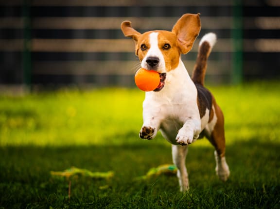 Pet Friend Community at Boulders at Lookout Mountain Apartment Homes, Arizona, 85022