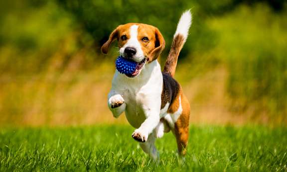 a dog running with a ball in its mouth