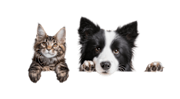 A dog and a cat are standing together.
