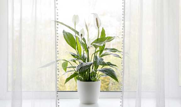 A potted plant sits on a windowsill.