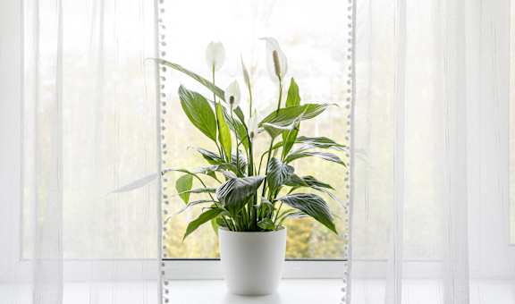 A potted plant sits on a windowsill.