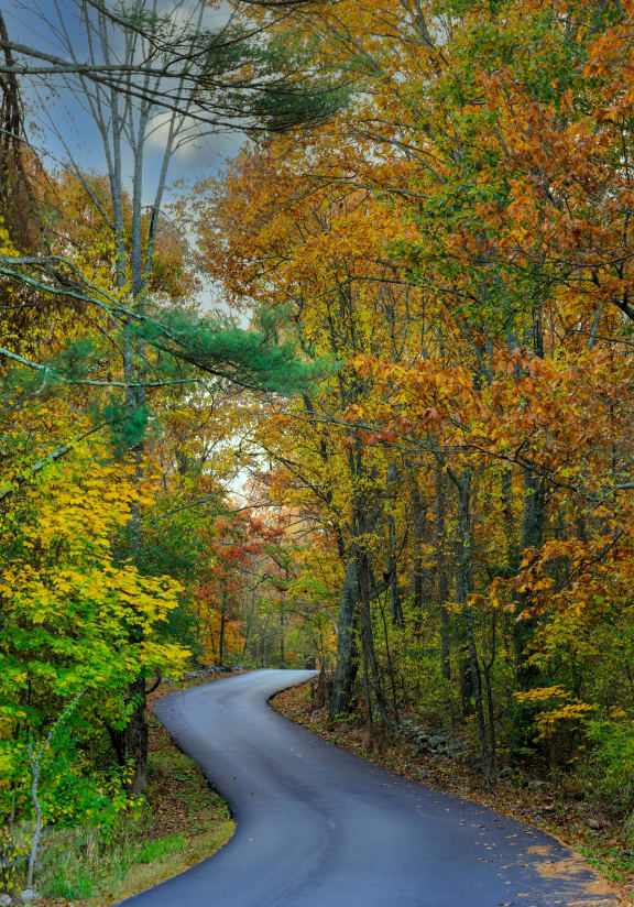 a wooden bridge in a forest with trees
