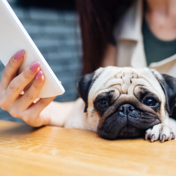 Dog