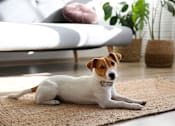 Thumbnail 1 of 5 - A dog with a collar is lying on a rug in a living room at Avilla Deer Valley, Phoenix, AZ, 85085