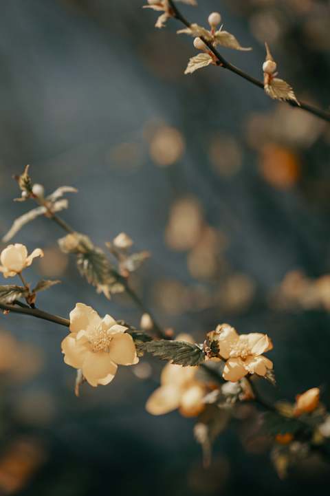 A close-up of a branch with small white flowers.