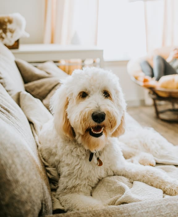 Pet friendly community at THE ARLO, Citrus Heights, CA, 95621
