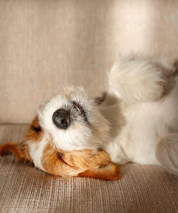 A small white and brown dog is lying on its back on a beige couch at Solhaven Grand Chute, Appleton, WI 54913