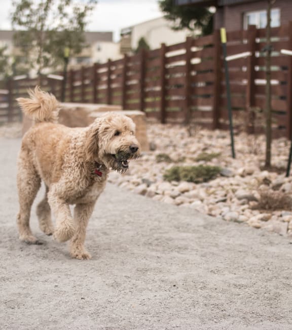 a dog walking down a dirt road in front of a fence at Cycle Apartments, Colorado, 80525