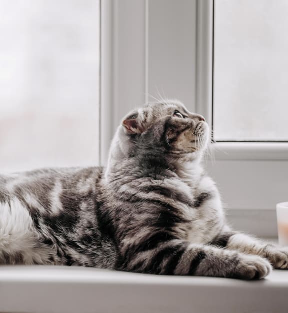 a cat sitting on a window sill looking out the window