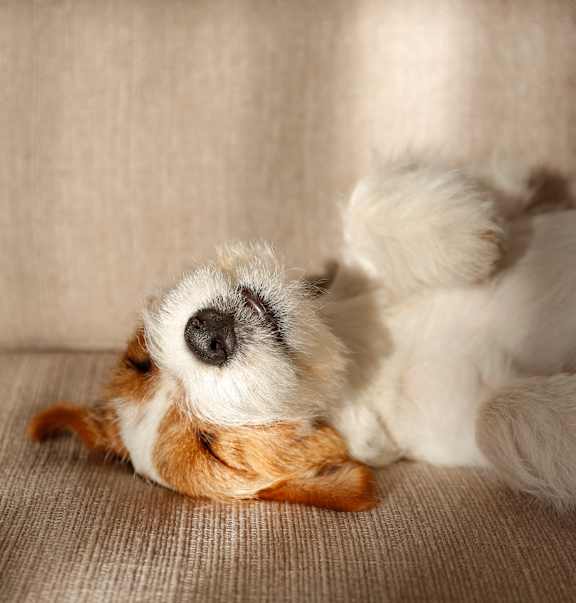 A small white and brown dog is lying on its back on a beige couch at Solhaven Grand Chute, Appleton, 54913