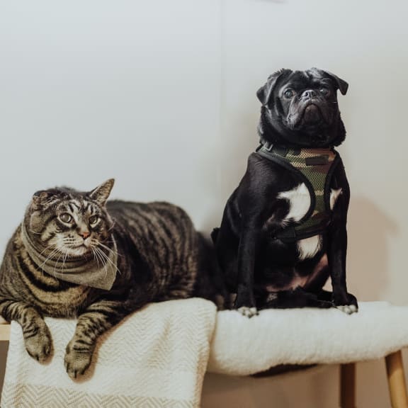 Pets at Bloomfield Apartments, Ohio