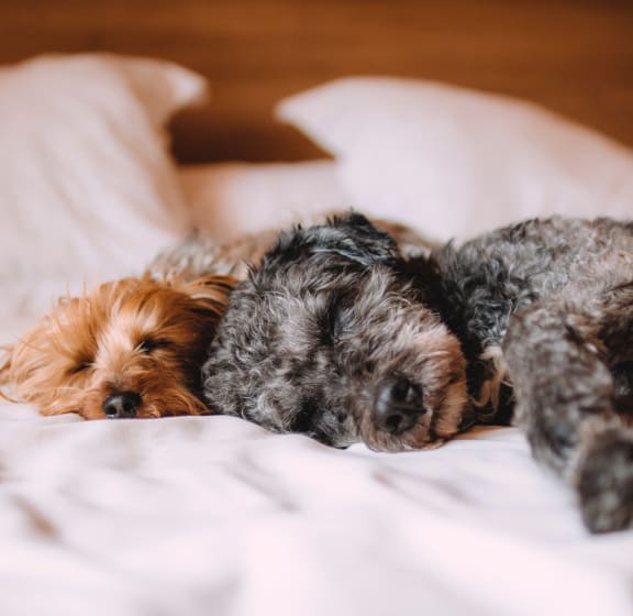 Pet Friendly Community at SoDel, Kettering