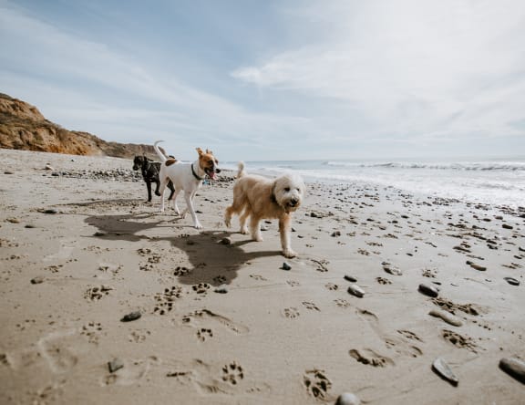three dogs walking on the beach  at Casa De Oro Apartments, Torrance, California