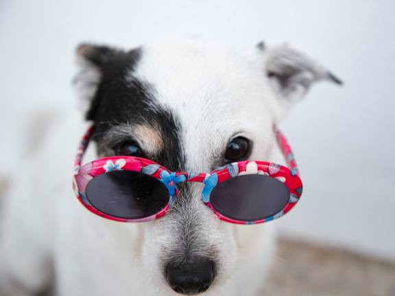 A dog wearing sunglasses with a red band.