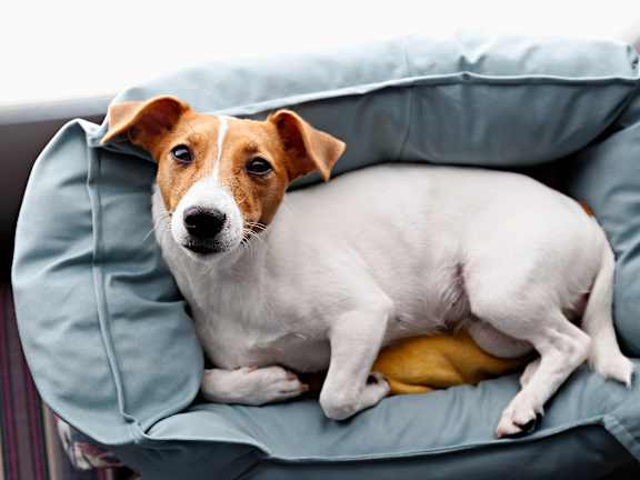 A dog is sitting on a blue cushion.