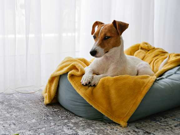 A dog is sitting on a grey bed with a yellow blanket.