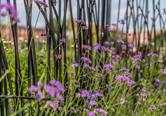 Purple flowers in the foreground with thin stems.