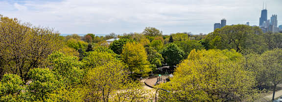 A park with trees and a playground in the foreground and a city skyline in the background.at The Nest at Lincoln Park West, Illinois