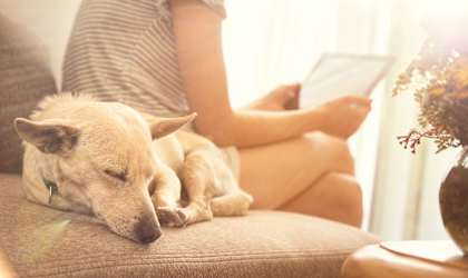Sleeping Dog On Couch With Owner, Wilber School Apartments, Massachusetts