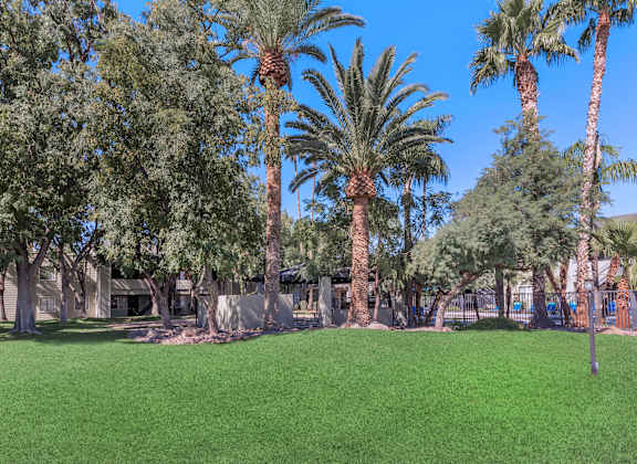 A park with palm trees and a playground.