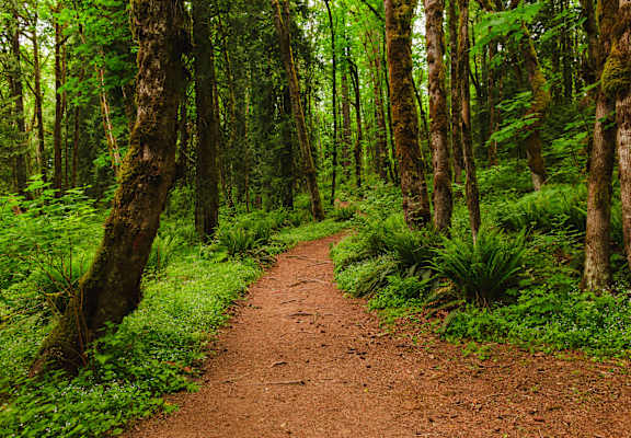 a dirt trail through a forest of trees at Thrive at Green Mountain, Washington